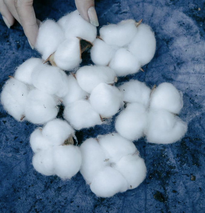 Cotton